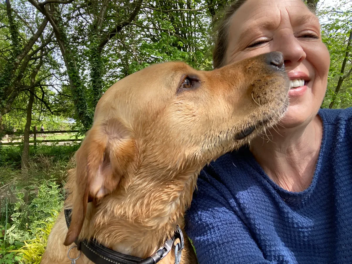 Henry the Labrador giving his owner a kiss on a walk in Dorset